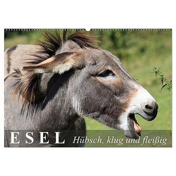 Esel - hübsch, klug und fleißig (Wandkalender 2024 DIN A2 quer), CALVENDO Monatskalender, Elisabeth Stanzer