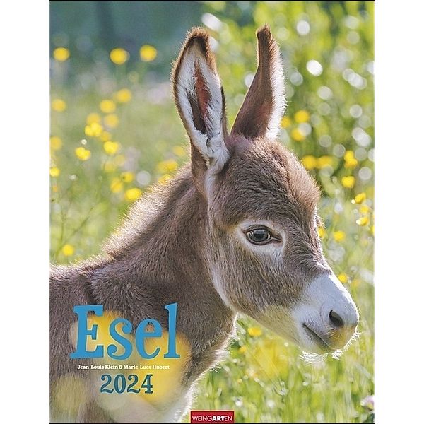 Esel Kalender 2024. Jahres-Wandkalender 2024 mit Fotos von Jean-Louis Klein und Marie-Luce Hubert. Tierkalender mit süßen Eselfotos. Planer mit Platz zum Eintragen. Hochformat 30x39 cm, Esel Kalender 2024. Jahres-Wandkalender 2024 mit Fotos von Jean-Louis Klein und Marie-Luce Hubert. Tierkalender mit süße