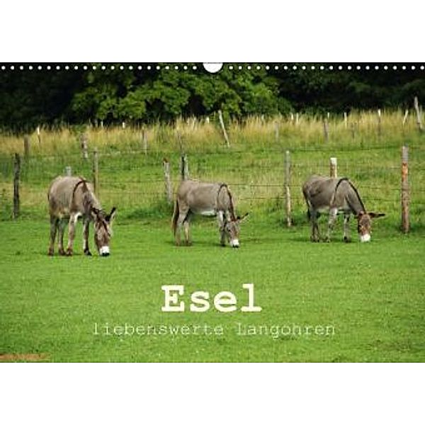 Esel - liebenswerte Langohren (Wandkalender 2015 DIN A3 quer), Christine Hutterer