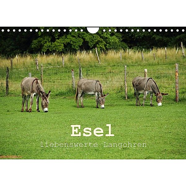 Esel - liebenswerte Langohren (Wandkalender 2023 DIN A4 quer), Christine Hutterer
