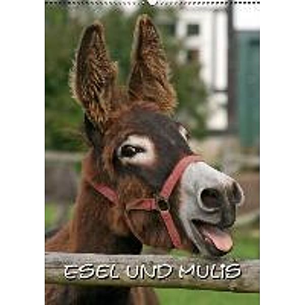 Esel und Mulis / CH-Version (Wandkalender 2015 DIN A2 hoch), Antje Lindert-Rottke, Martina Berg