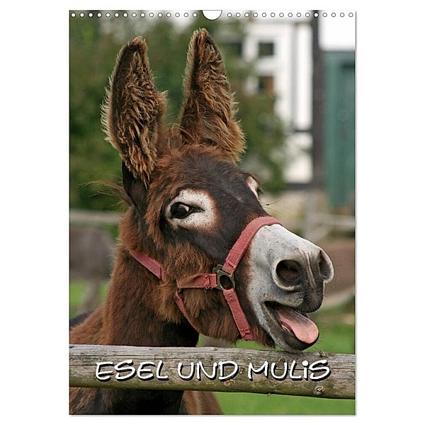 Esel und Mulis / CH-Version (Wandkalender 2024 DIN A3 hoch), CALVENDO Monatskalender, Pferdografen.de