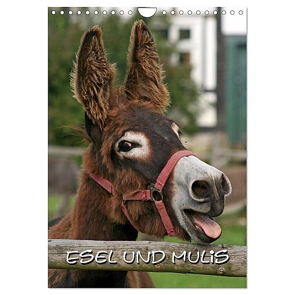 Esel und Mulis (Wandkalender 2024 DIN A4 hoch), CALVENDO Monatskalender, Pferdografen.de
