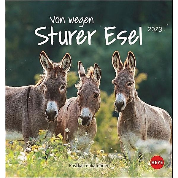 Esel - Von wegen sturer Esel Postkartenkalender 2023. Kleiner Kalender zum Aufstellen und Aufhängen im Postkartenformat.