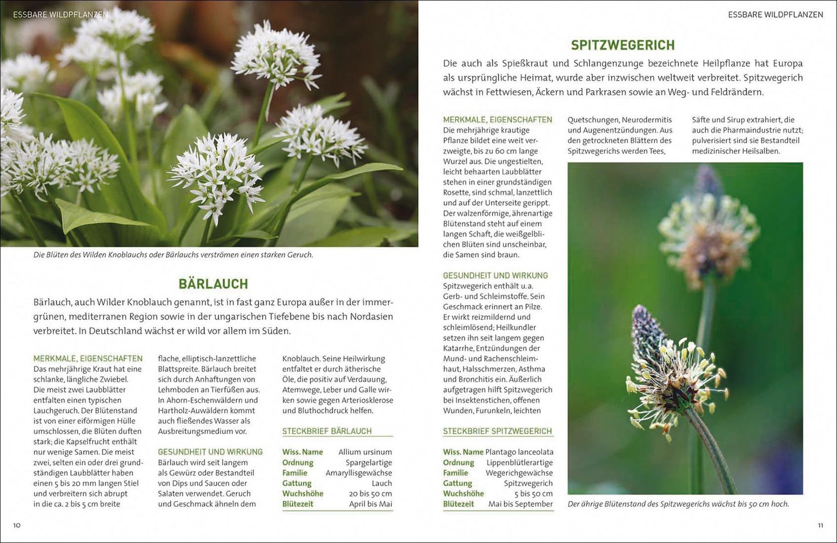 Essbare Wildpflanzen - So lecker schmeckt die Heimat Buch jetzt online bei  Weltbild.at bestellen