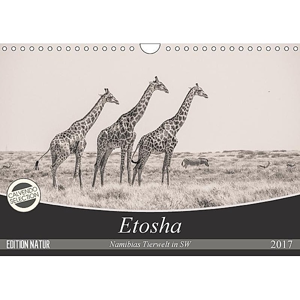 Etosha - Namibias Tierwelt in SW (Wandkalender 2017 DIN A4 quer), Arno Kohlem