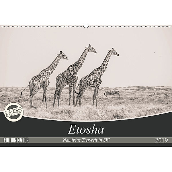 Etosha - Namibias Tierwelt in SW (Wandkalender 2019 DIN A2 quer), Arno Kohlem