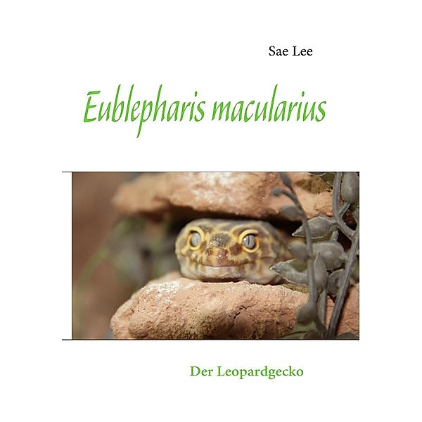 Eublepharis macularius, Sae Lee