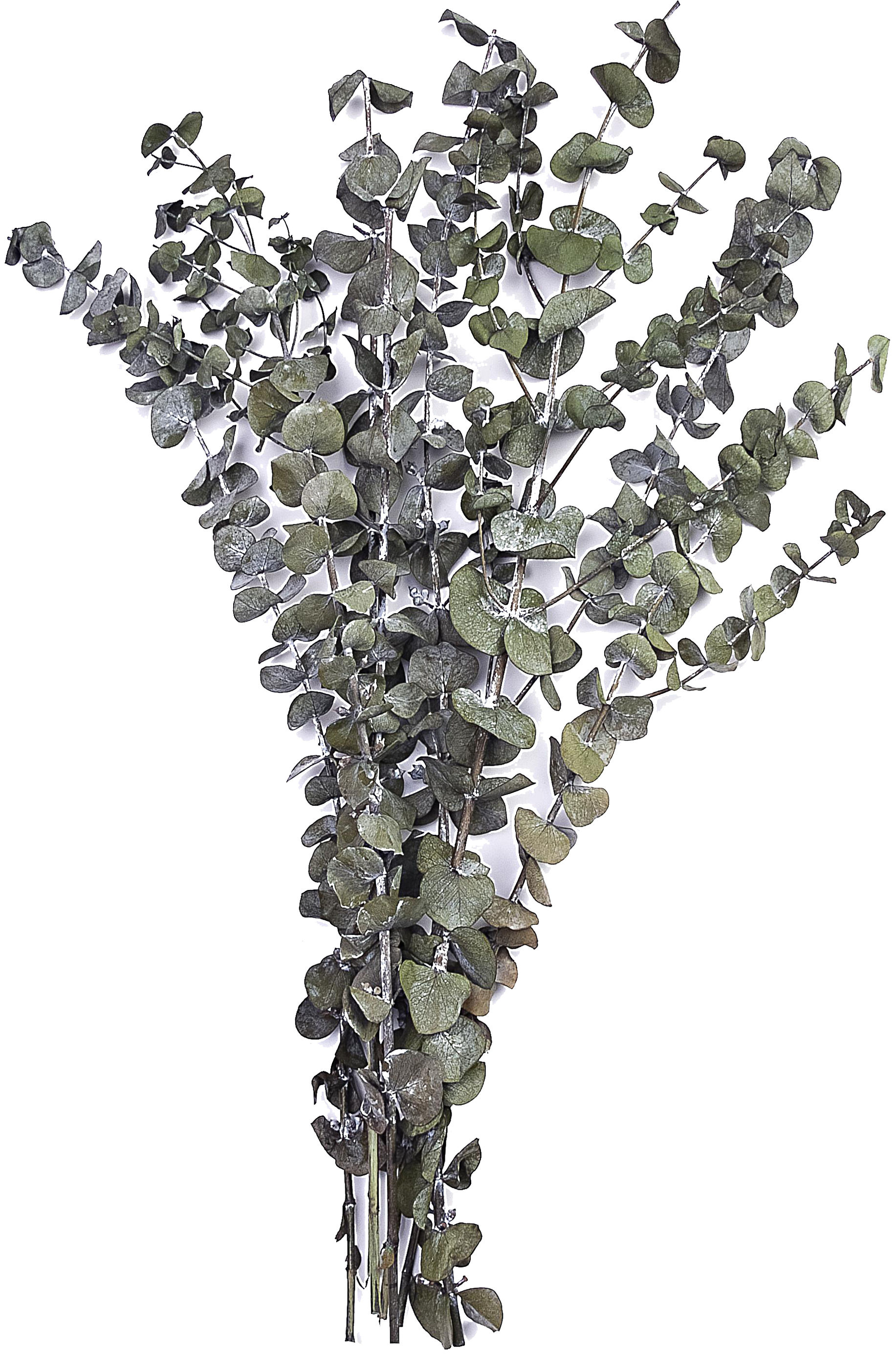grün Dollar Bund Eukalyptus Farbe: bestellen Silver