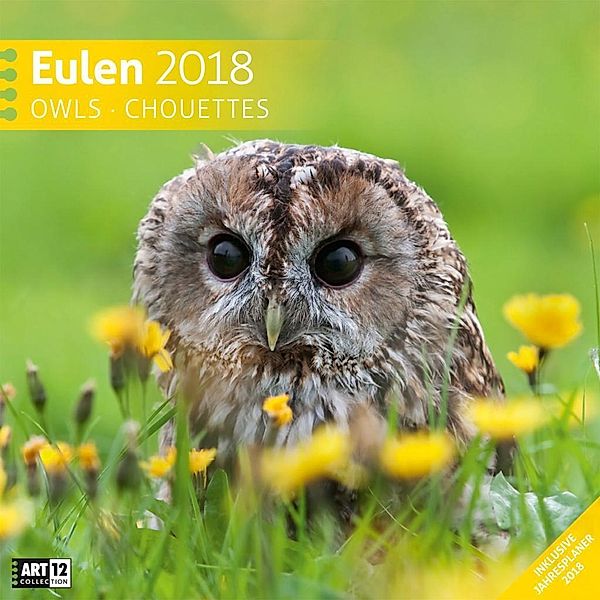Eulen 30x30 2018