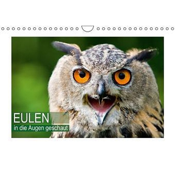 Eulen in die Augen geschaut (Wandkalender 2015 DIN A4 quer), Calvendo