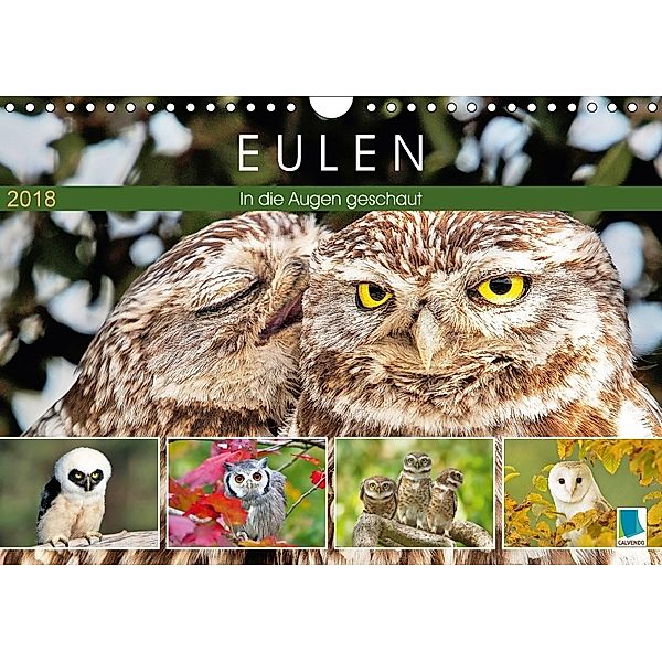 Eulen: In die Augen geschaut (Wandkalender 2018 DIN A4 quer), CALVENDO