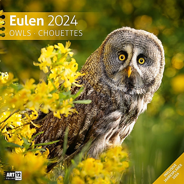 Eulen Kalender 2024 - 30x30, Ackermann Kunstverlag