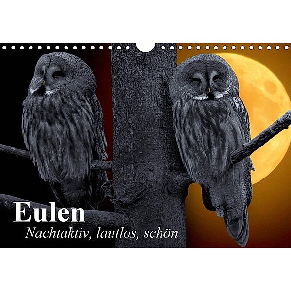 Eulen. Nachtaktiv, lautlos, schön (Wandkalender 2020 DIN A4 quer), Elisabeth Stanzer