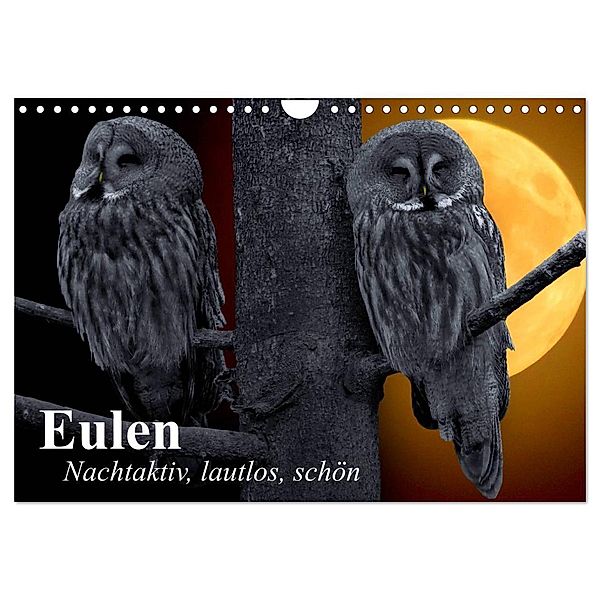 Eulen. Nachtaktiv, lautlos, schön (Wandkalender 2024 DIN A4 quer), CALVENDO Monatskalender, Elisabeth Stanzer