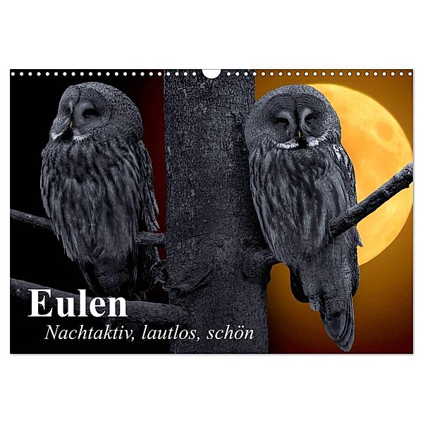 Eulen. Nachtaktiv, lautlos, schön (Wandkalender 2024 DIN A3 quer), CALVENDO Monatskalender, Elisabeth Stanzer