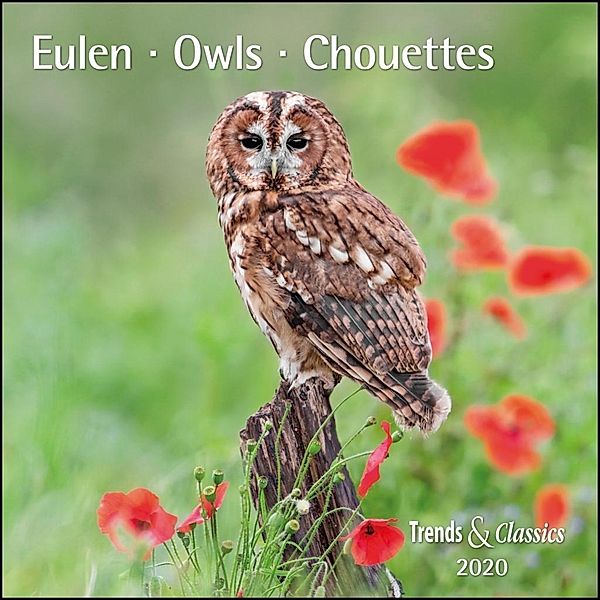 Eulen / Owls / Chouettes 2020