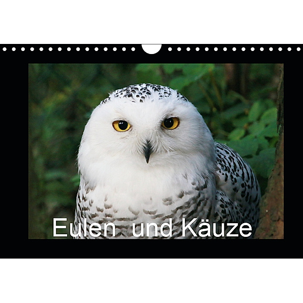 Eulen und Käuze (Wandkalender 2019 DIN A4 quer), Four Hands Art