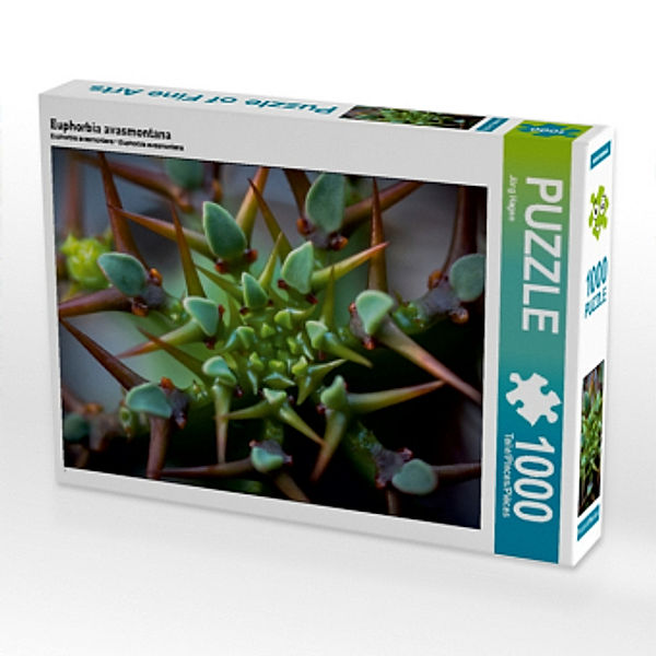 Euphorbia avasmontana (Puzzle), Jörg Hagen
