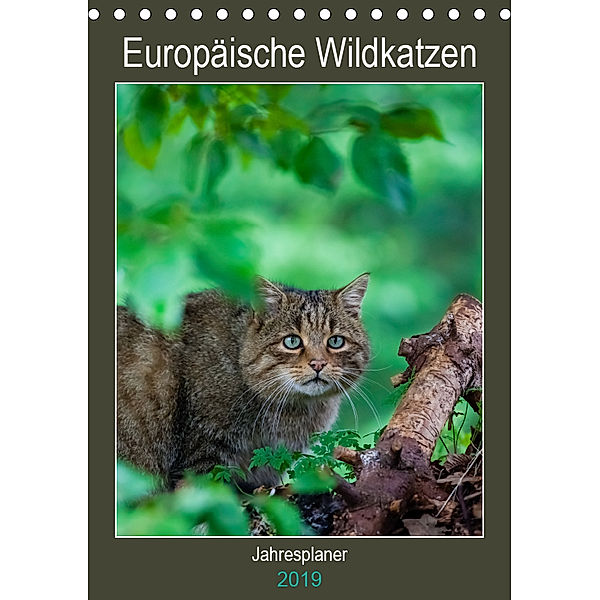 Europäische Wildkatzen - Jahresplaner (Tischkalender 2019 DIN A5 hoch), Janita Webeler
