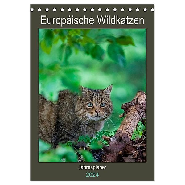 Europäische Wildkatzen - Jahresplaner (Tischkalender 2024 DIN A5 hoch), CALVENDO Monatskalender, Janita Webeler