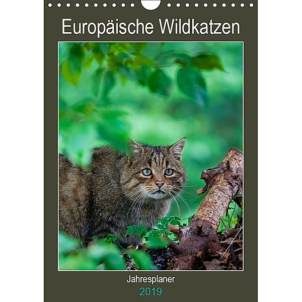 Europäische Wildkatzen - Jahresplaner (Wandkalender 2019 DIN A4 hoch), Janita Webeler