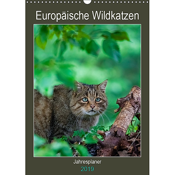 Europäische Wildkatzen - Jahresplaner (Wandkalender 2019 DIN A3 hoch), Janita Webeler