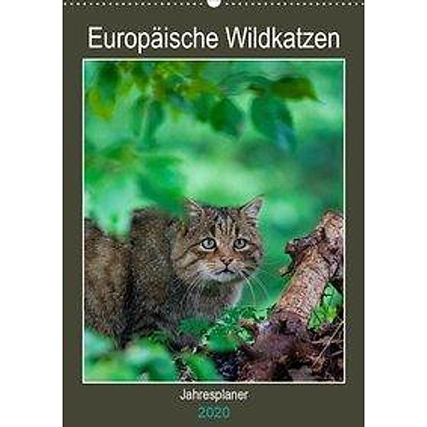 Europäische Wildkatzen - Jahresplaner (Wandkalender 2020 DIN A2 hoch), Janita Webeler