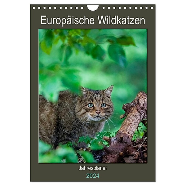 Europäische Wildkatzen - Jahresplaner (Wandkalender 2024 DIN A4 hoch), CALVENDO Monatskalender, Janita Webeler