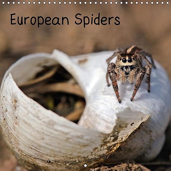 European Spiders (Wall Calendar 2018 300 × 300 mm Square), Christine Schmutzler-Schaub