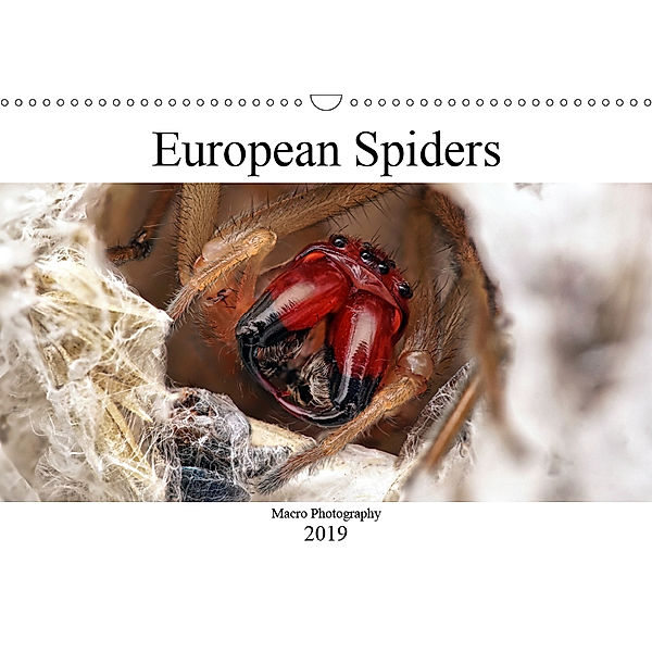 European Spiders (Wall Calendar 2019 DIN A3 Landscape), Alexander Mett