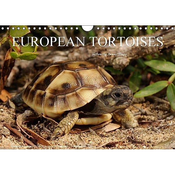 European Tortoises / UK-Version (Wall Calendar 2017 DIN A4 Landscape), Benny Trapp