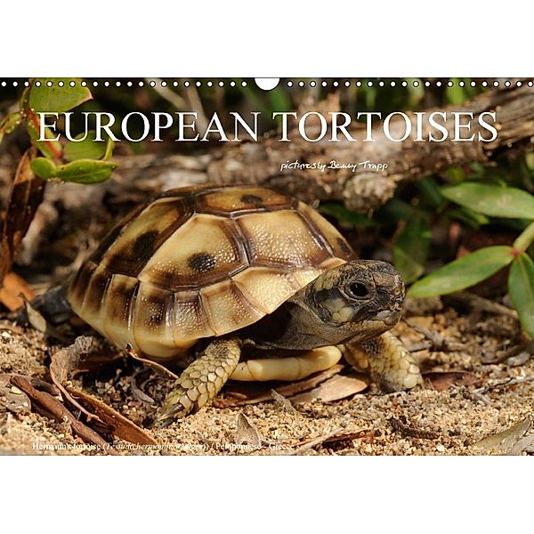 European Tortoises / UK-Version (Wall Calendar 2018 DIN A3 Landscape), Benny Trapp