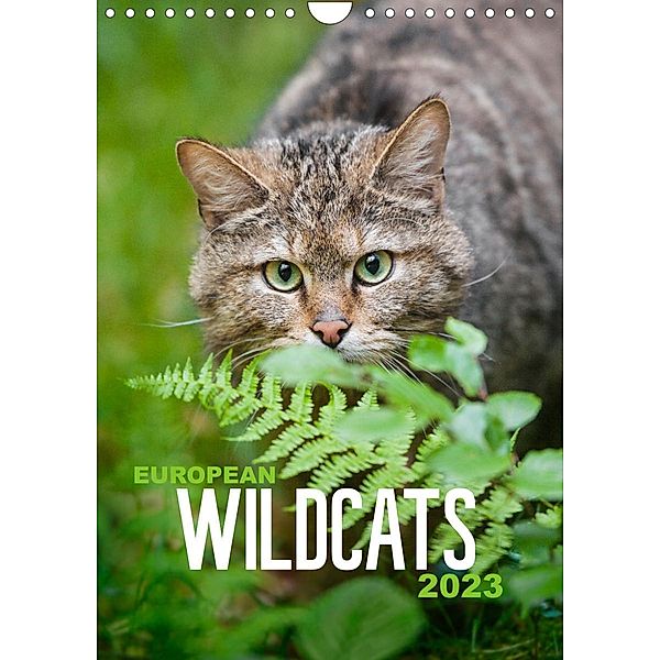 European Wildcats (Wall Calendar 2023 DIN A4 Portrait), Christina Krutz