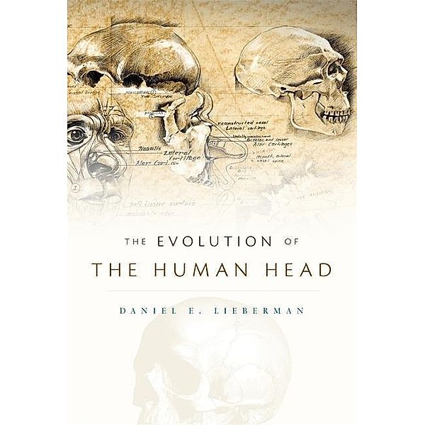 Evolution of the Human Head, Daniel E. Lieberman
