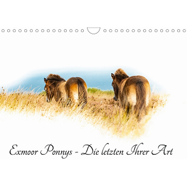Exmoor Ponnys - Die letzten Ihrer Art (Wandkalender 2021 DIN A4 quer), Torsten Antoniewski