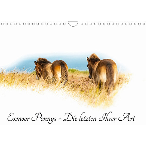 Exmoor Ponnys - Die letzten Ihrer Art (Wandkalender 2021 DIN A4 quer), Torsten Antoniewski