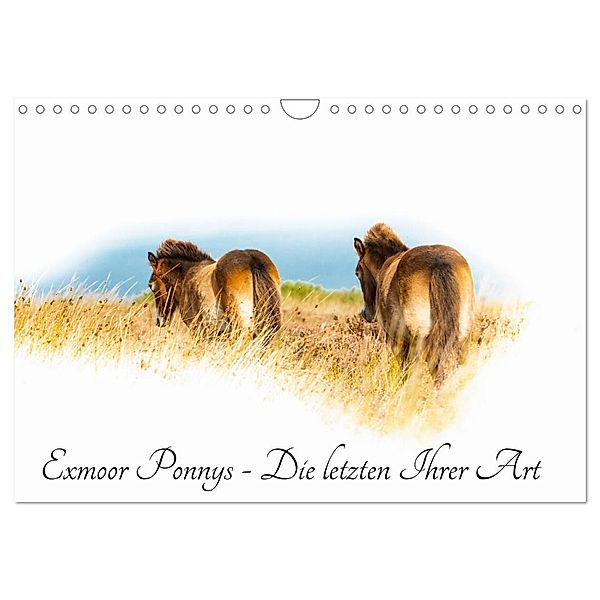 Exmoor Ponnys - Die letzten Ihrer Art (Wandkalender 2025 DIN A4 quer), CALVENDO Monatskalender, Calvendo, Torsten Antoniewski