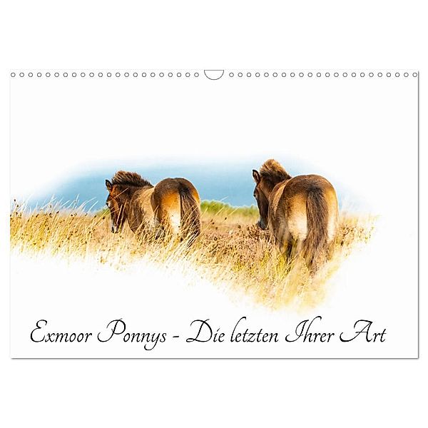 Exmoor Ponnys - Die letzten Ihrer Art (Wandkalender 2025 DIN A3 quer), CALVENDO Monatskalender, Calvendo, Torsten Antoniewski
