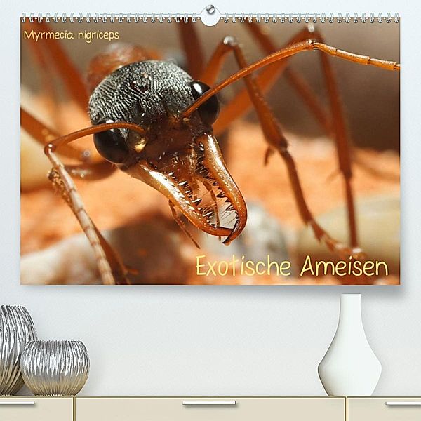 Exotische Ameisen (Premium, hochwertiger DIN A2 Wandkalender 2023, Kunstdruck in Hochglanz), Roland Störmer