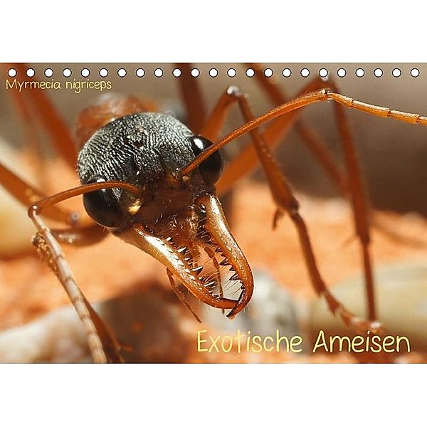 Exotische Ameisen (Tischkalender 2017 DIN A5 quer), Roland Störmer