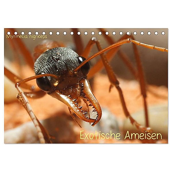 Exotische Ameisen (Tischkalender 2024 DIN A5 quer), CALVENDO Monatskalender, Roland Störmer