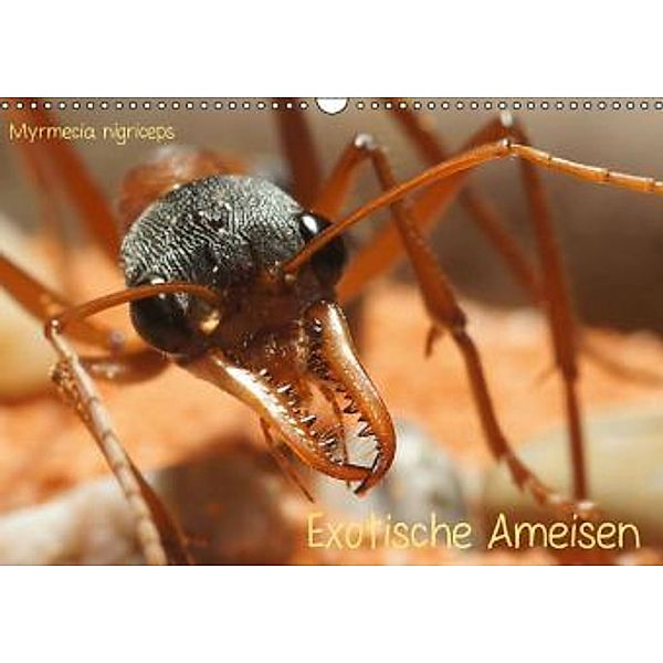 Exotische Ameisen (Wandkalender 2016 DIN A3 quer), Roland Störmer