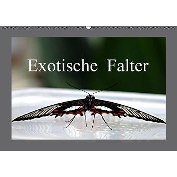 Exotische Falter (Wandkalender 2016 DIN A2 quer), Bernd Witkowski