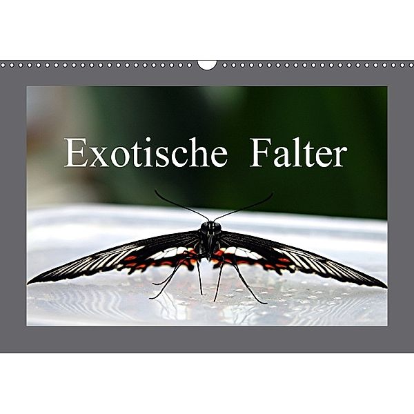 Exotische Falter (Wandkalender 2018 DIN A3 quer), Bernd Witkowski