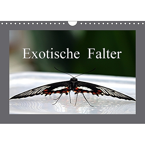 Exotische Falter (Wandkalender 2018 DIN A4 quer), Bernd Witkowski