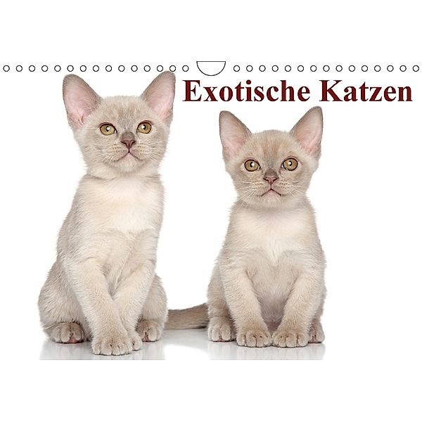 Exotische Katzen / Geburtstagskalender (Wandkalender immerwährend DIN A4 quer), Elisabeth Stanzer