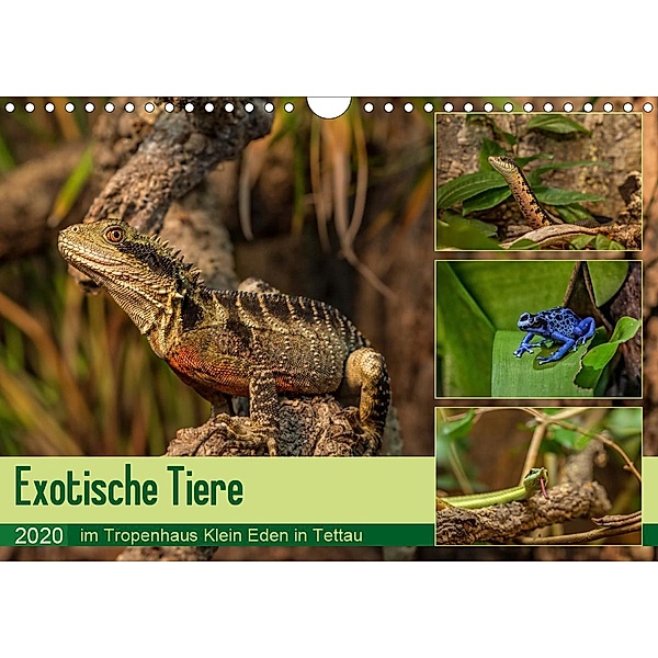 Exotische Tiere im Tropenhaus Klein Eden in Tettau (Wandkalender 2020 DIN A4 quer)