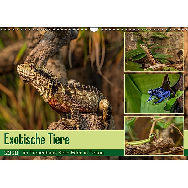 Exotische Tiere im Tropenhaus Klein Eden in Tettau (Wandkalender 2020 DIN A3 quer)