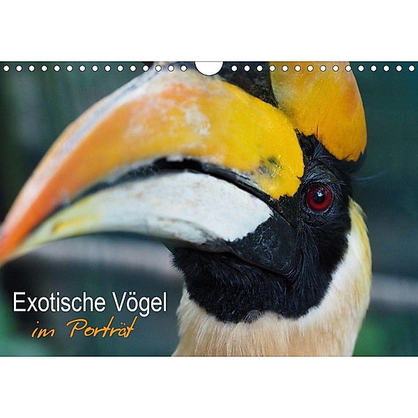 Exotische Vögel im Porträt (Wandkalender 2021 DIN A4 quer), Christina Williger